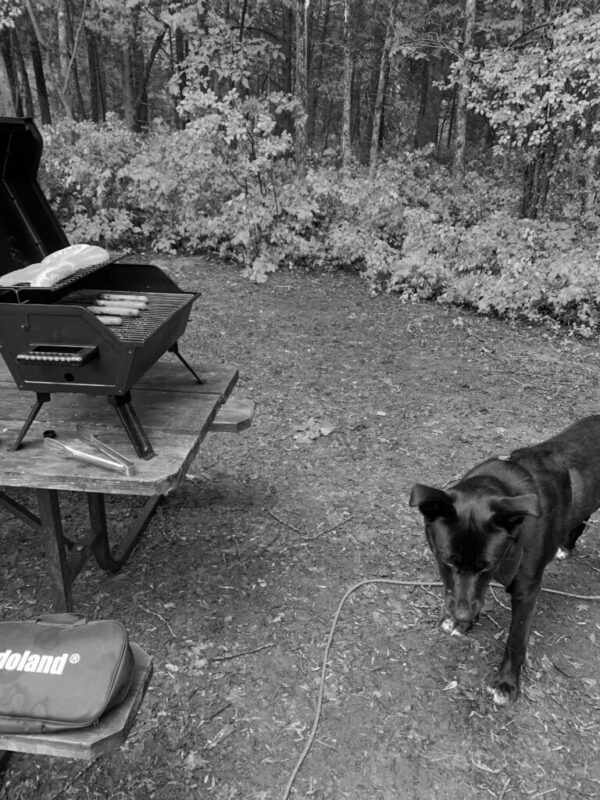 camping with dogs quebec ontario activities with well trained dogs in summer