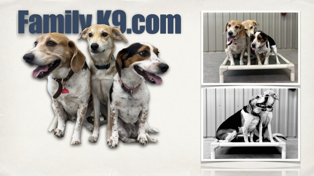 Dog Trainer Montreal Dog Training Montreal Dog Trainer & Dog Training