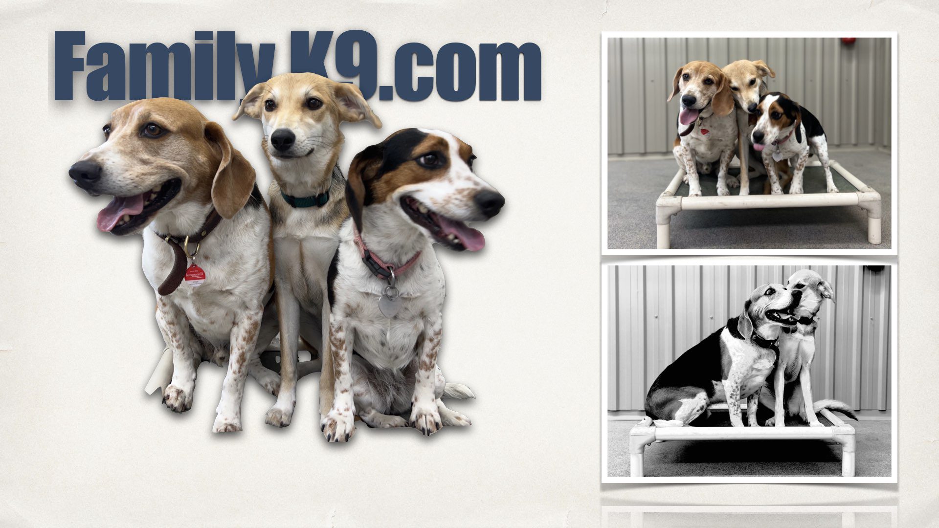 Montreal Dog Trainer Dog Training Montreal best dog trainer