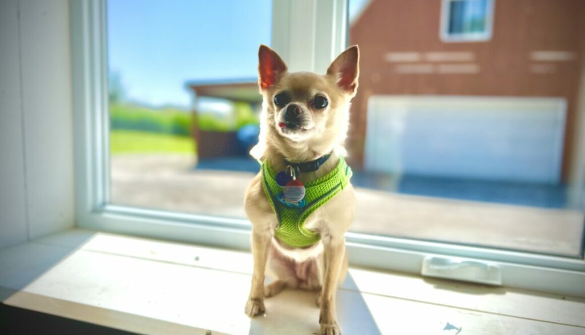 Chihuahua training