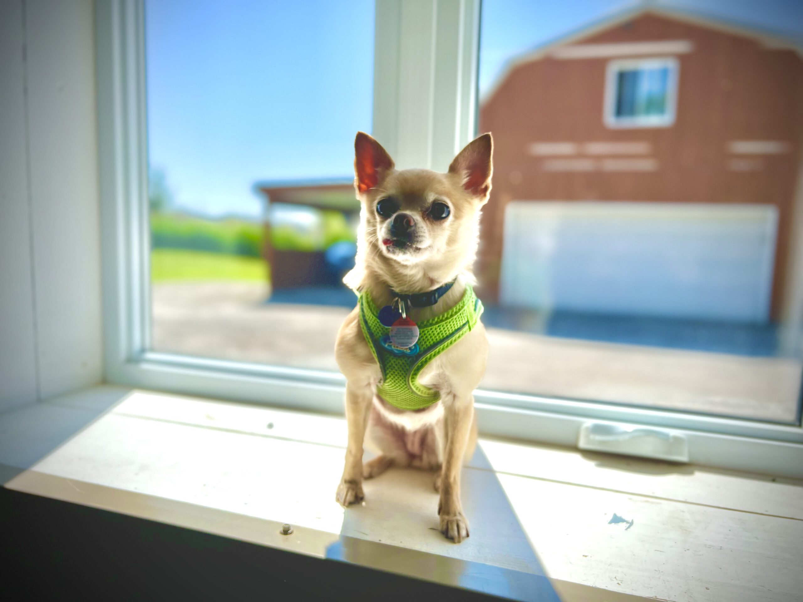 Chihuahua training