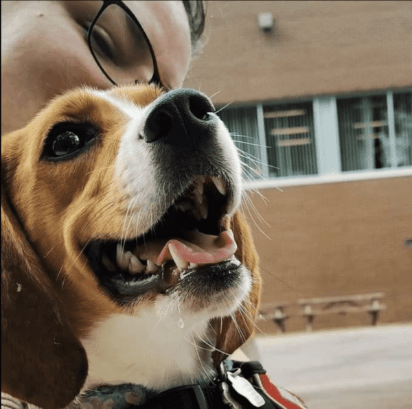 Montreal reactive dog training reactive nervous dog training board and train