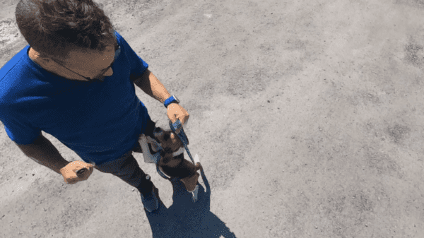montreal reactive dog expert training reactive, nervous dogs