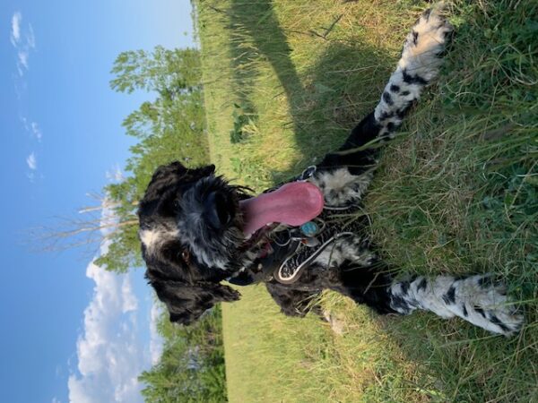 Montreal dog trainer Portuguese water dog montreal in kennel board and train