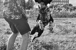 playing with well trained dog in montreal