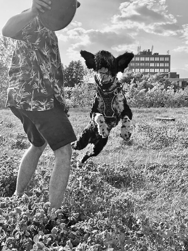 frisbee dog montreal playing with well trained dog in montreal