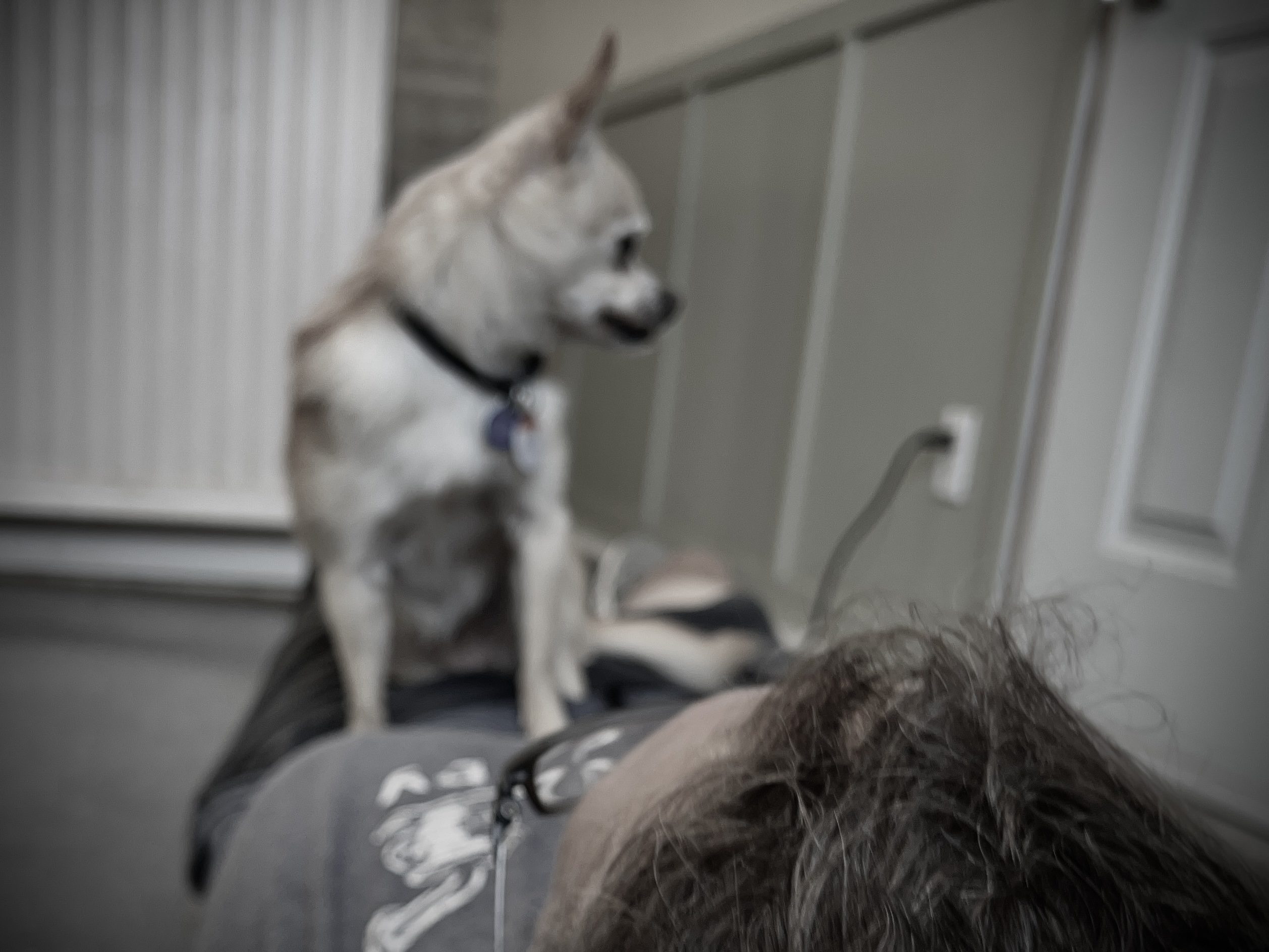 dog trainer Chihuahua Harper & me hanging out. She would often hop up on me if I lay down. Summer time training and taking a break in the nice cool AC!