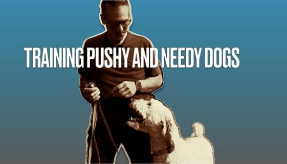 Canine behavioural problems, separation anxiety, pushy, needy dogs