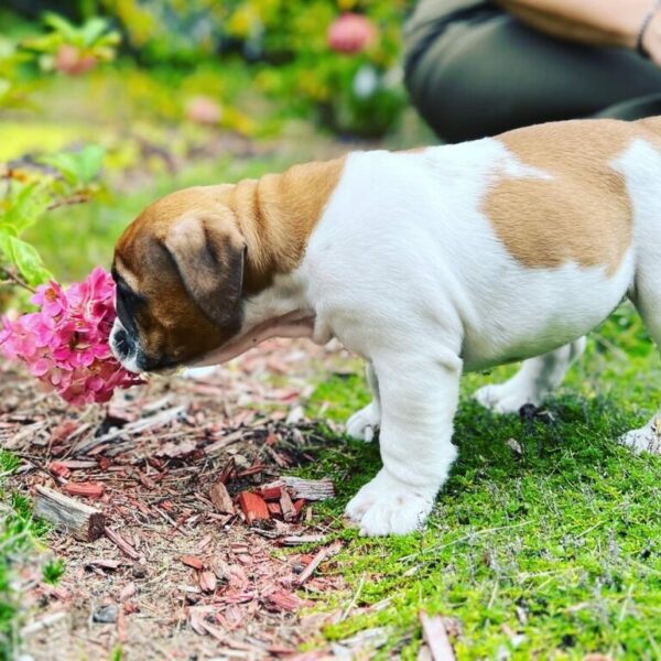 Socializing your new puppy