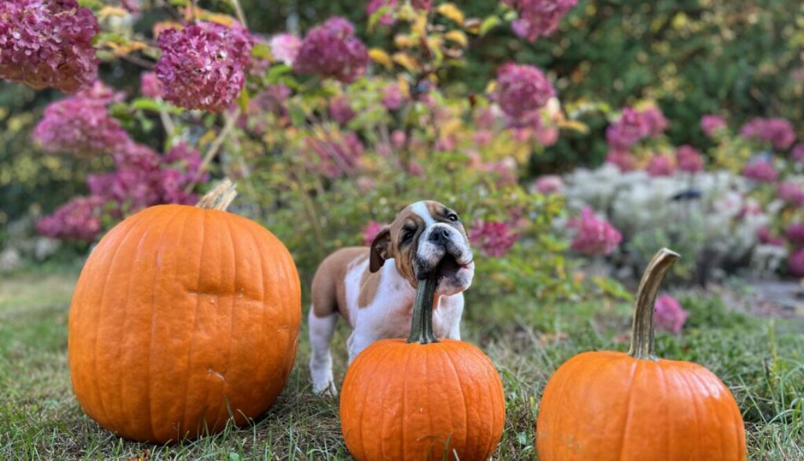 Montreal Puppy Training