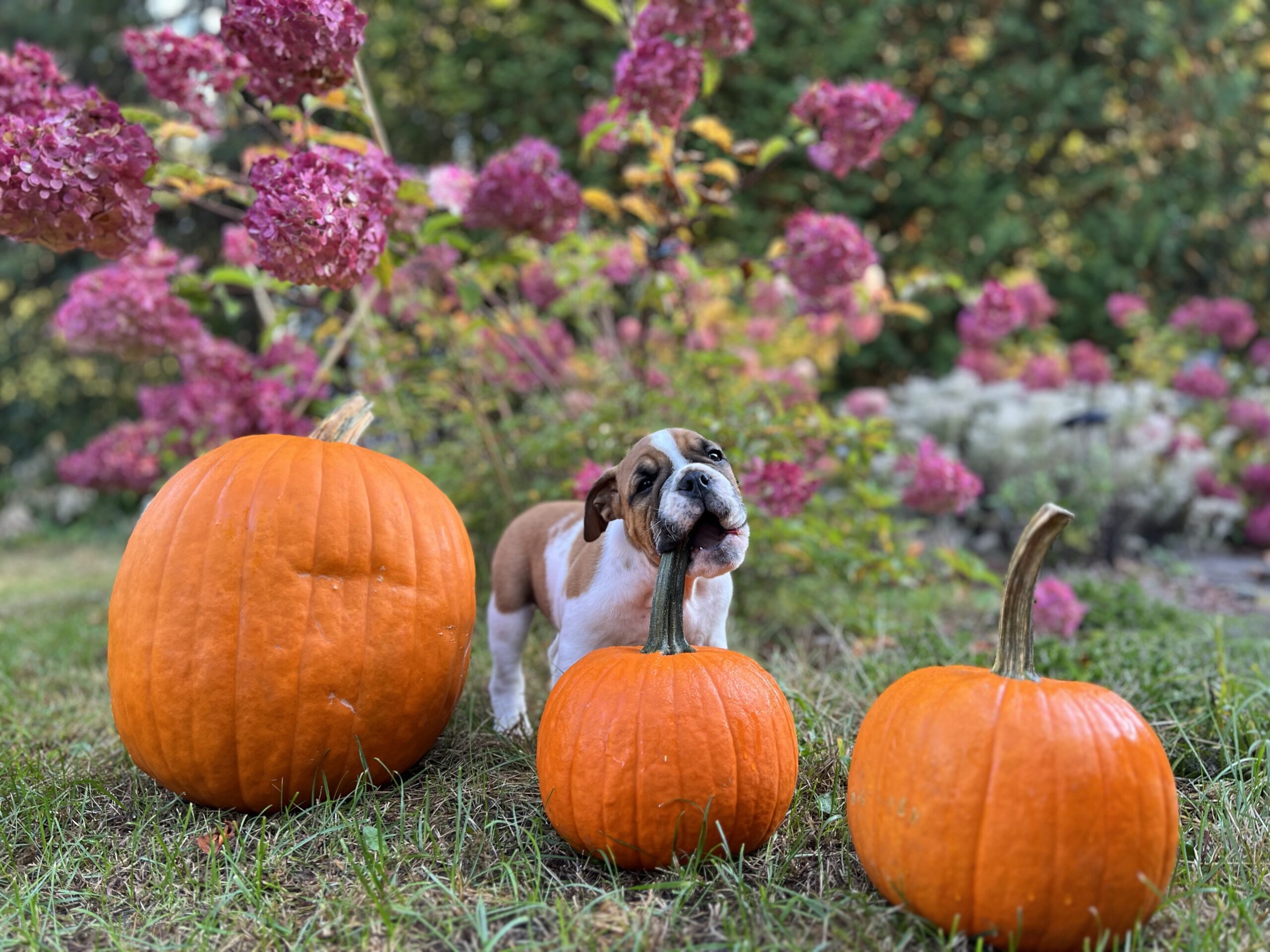 Most important things to do with your new puppy!