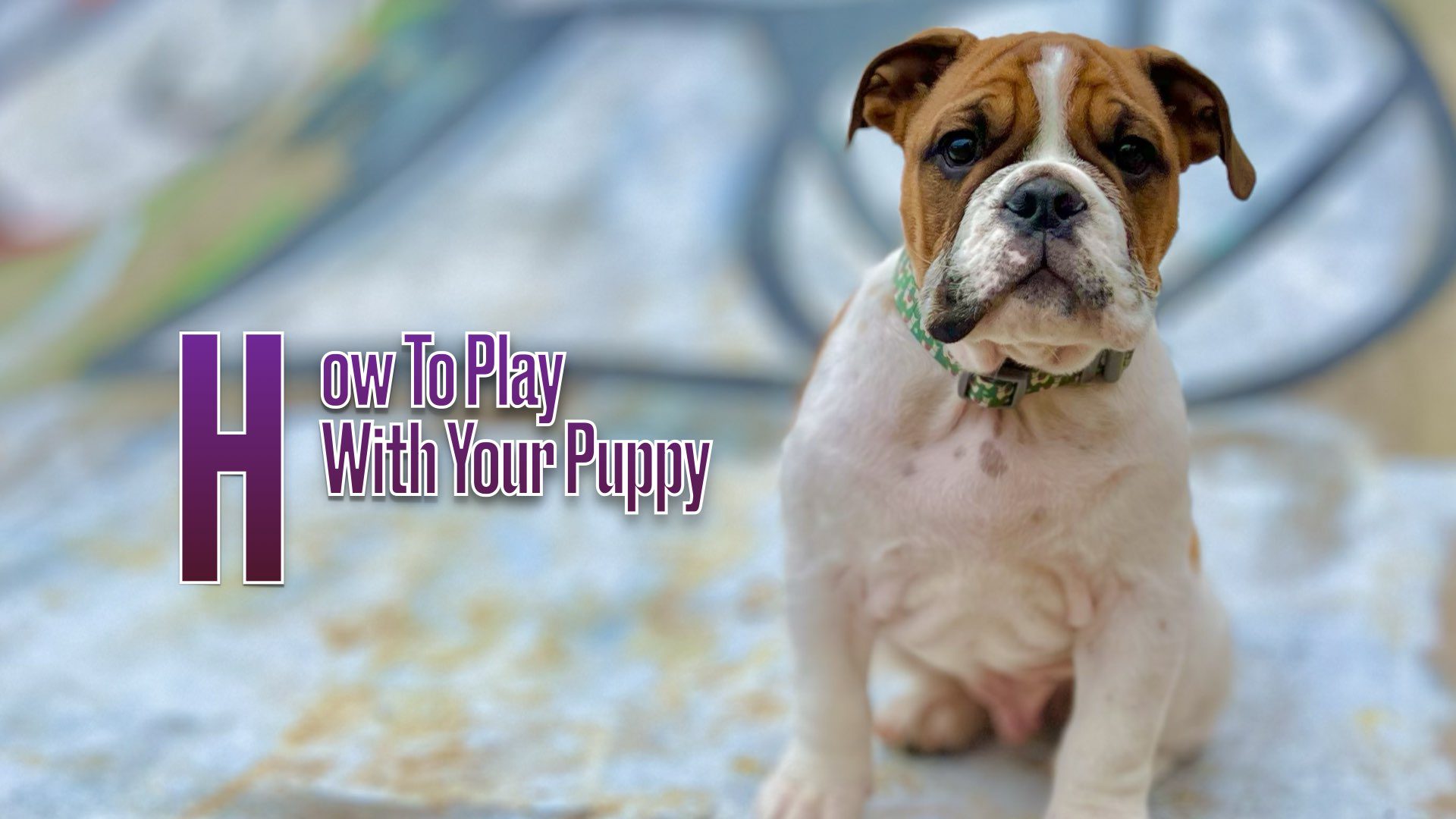 How should you play with your puppy to encourage good behavior?