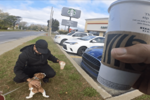 English bulldog puppy socializing in front of Starbucks