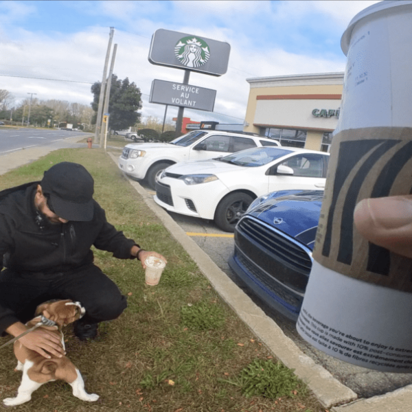 English bulldog puppy socializing in front of Starbucks