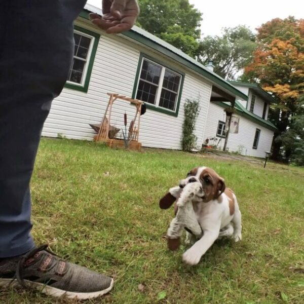 Puppy learning to play fetch montreal dog trainer Vaudreuil