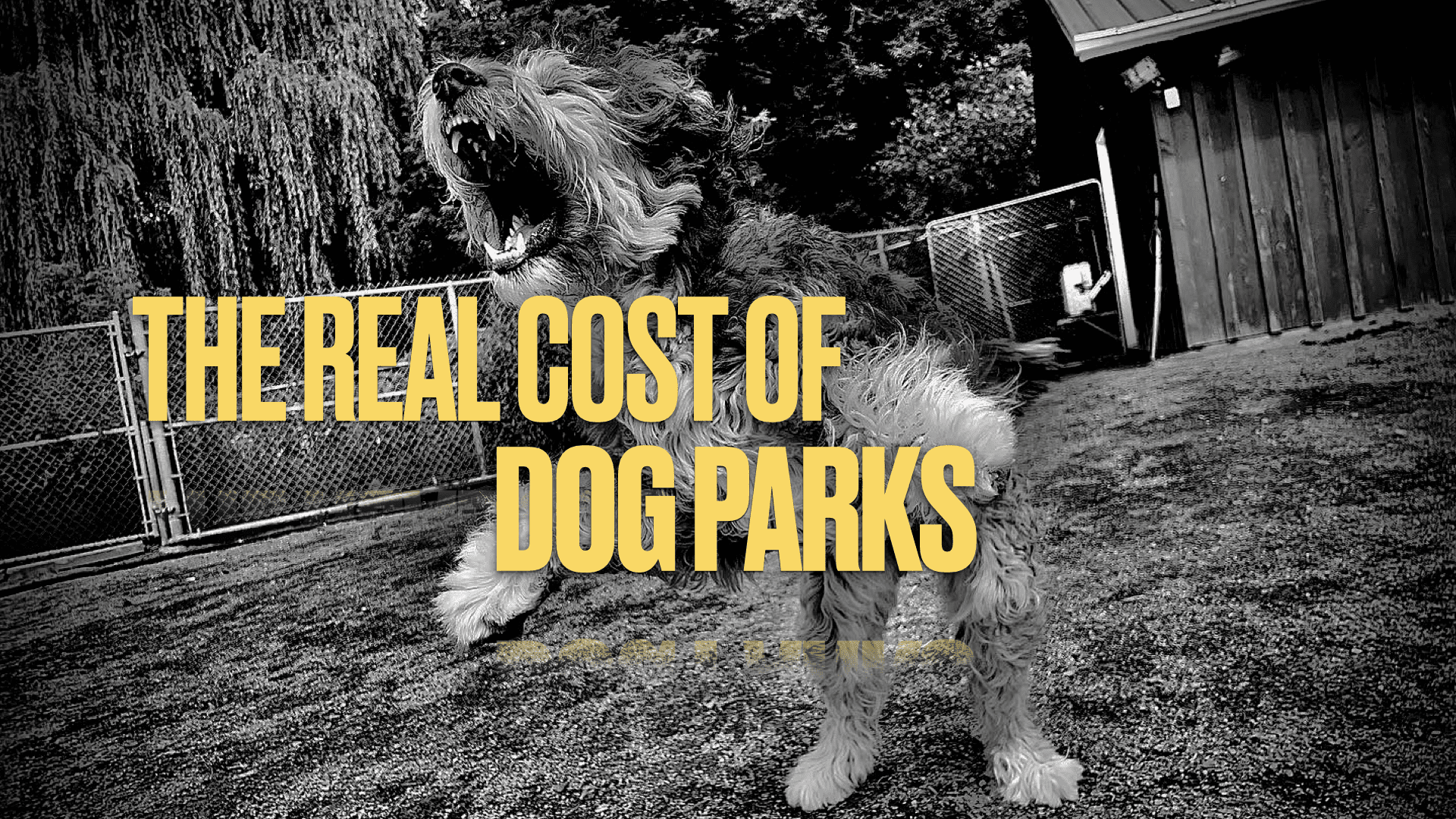 Montreal Dog Parks - things to be aware of