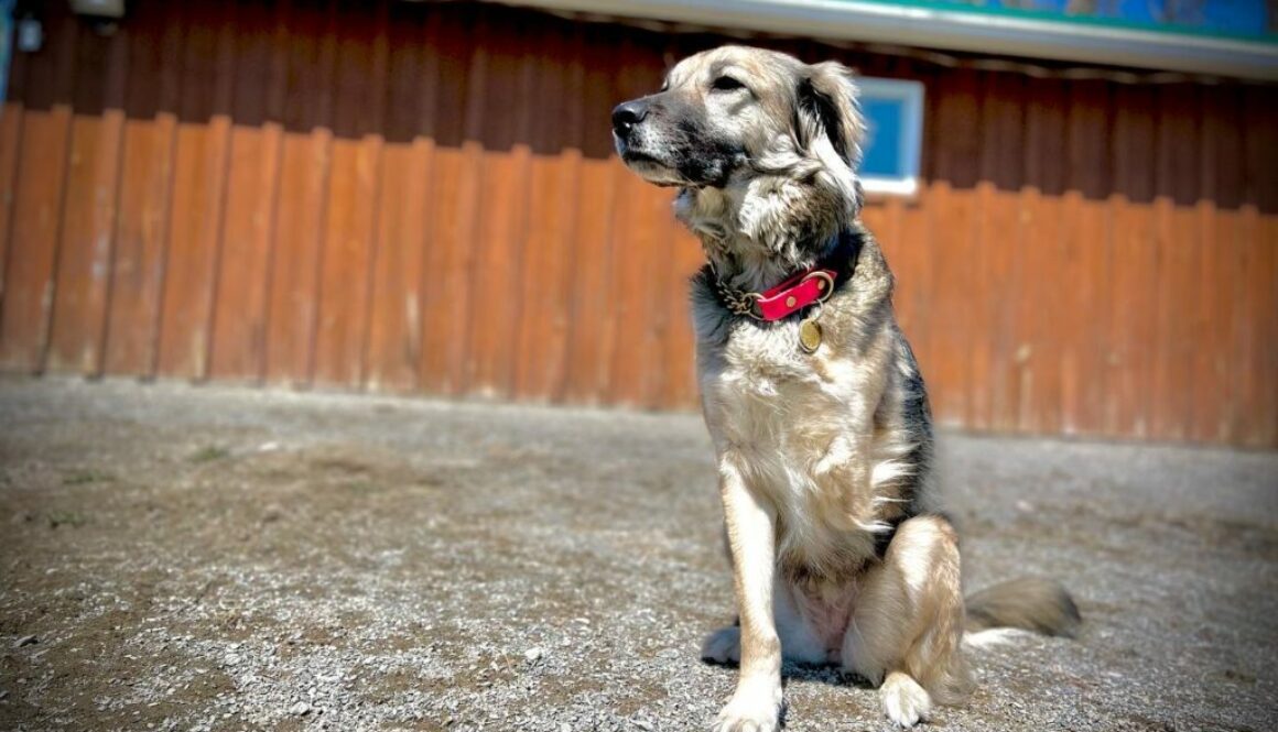 Training Shelter rescue Street Dogs Montreal