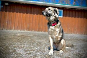 Training Shelter rescue Street Dogs Montreal