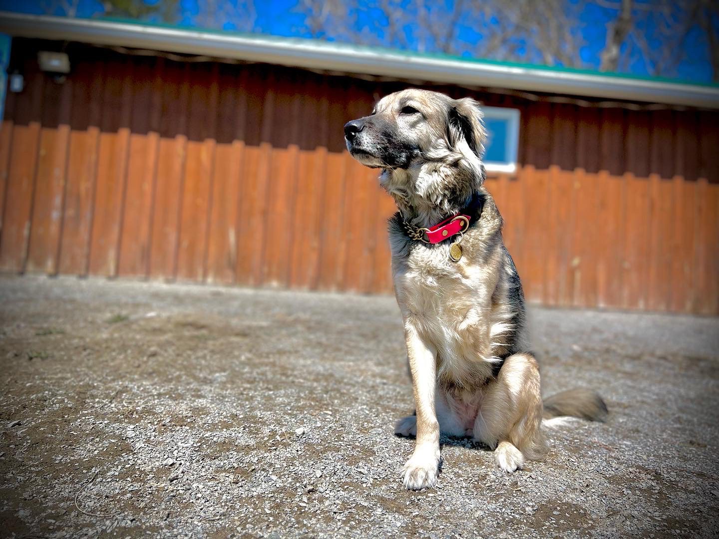 Training Shelter rescue Street Dogs Montreal