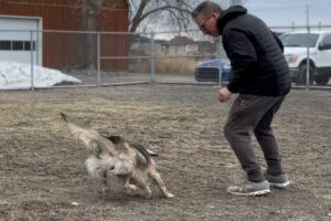 Dog Adoption training Montreal