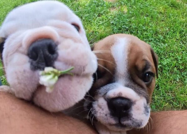 English bulldog littermates socializing