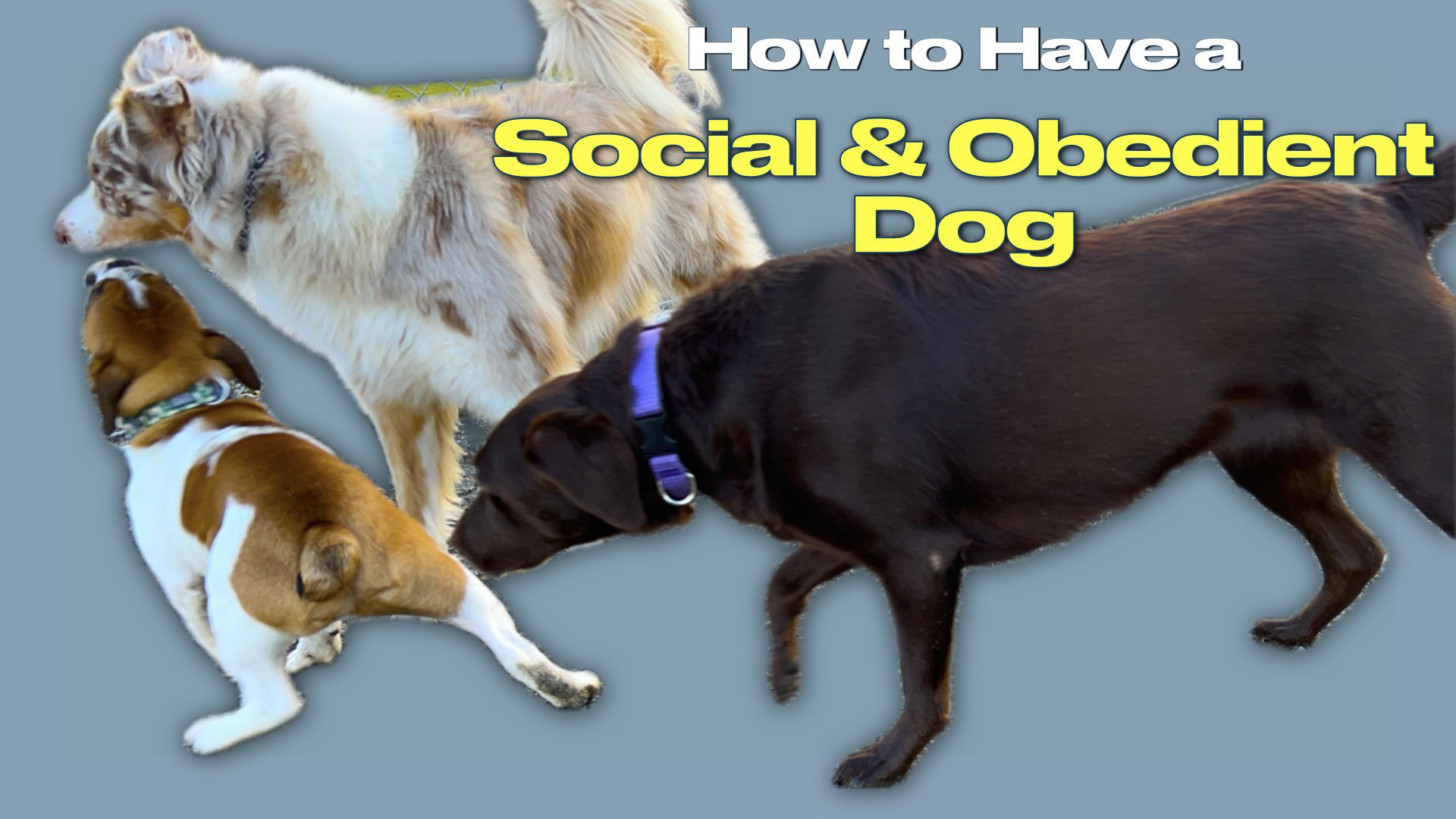 how to socialize your puppy