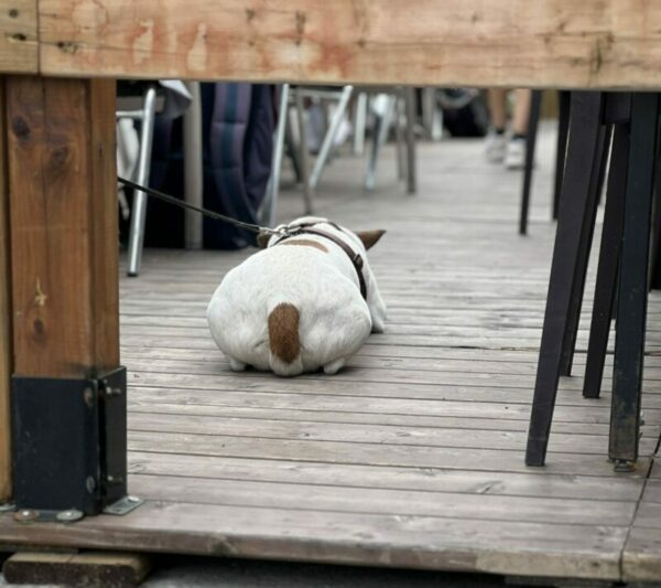 plateau Mont Royal dog terrace place