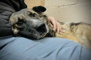 Rehabilitating, aggressive rescue dogs