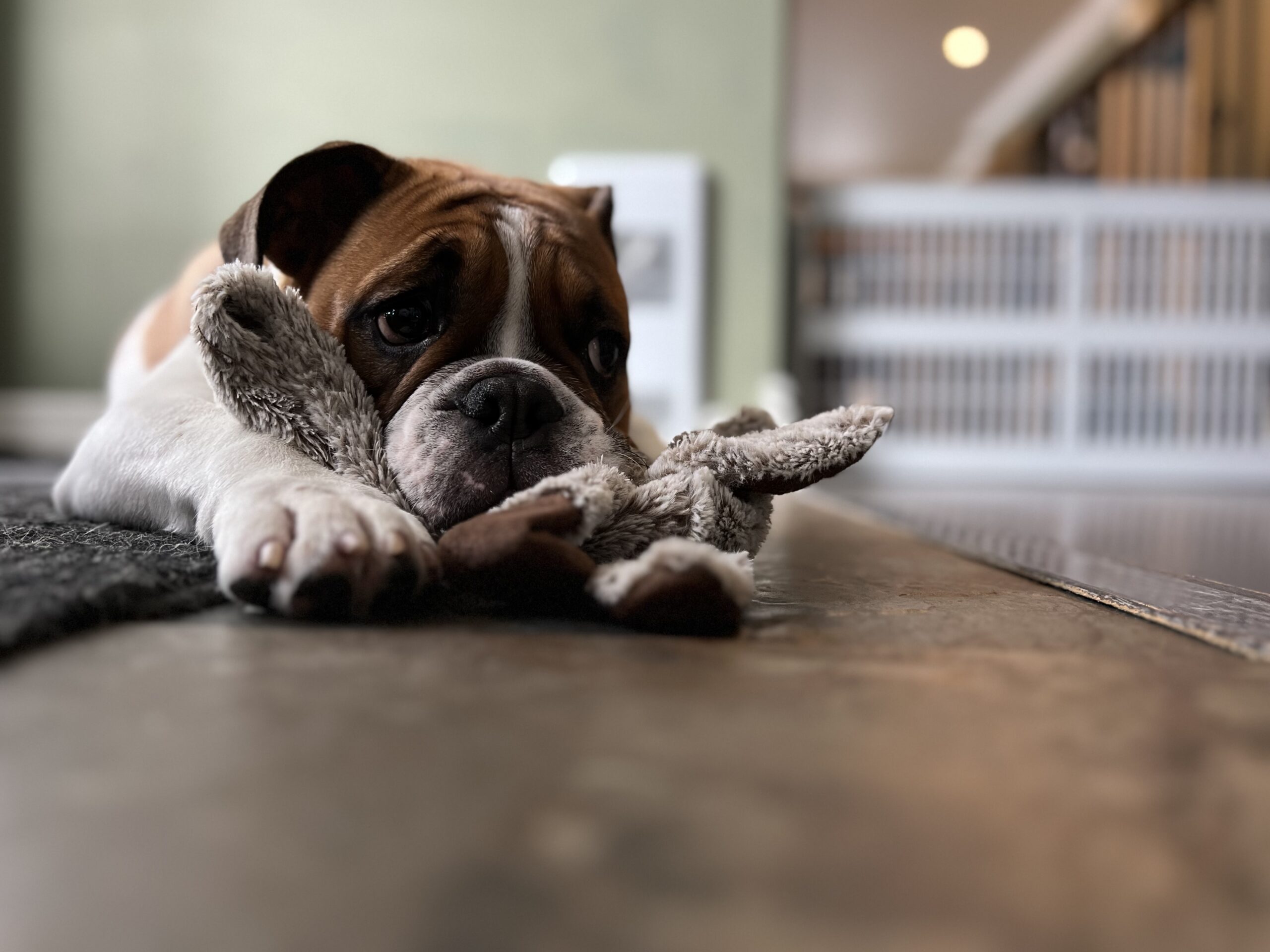 Montreal dog trainer, helping dogs, overcome fears and phobias