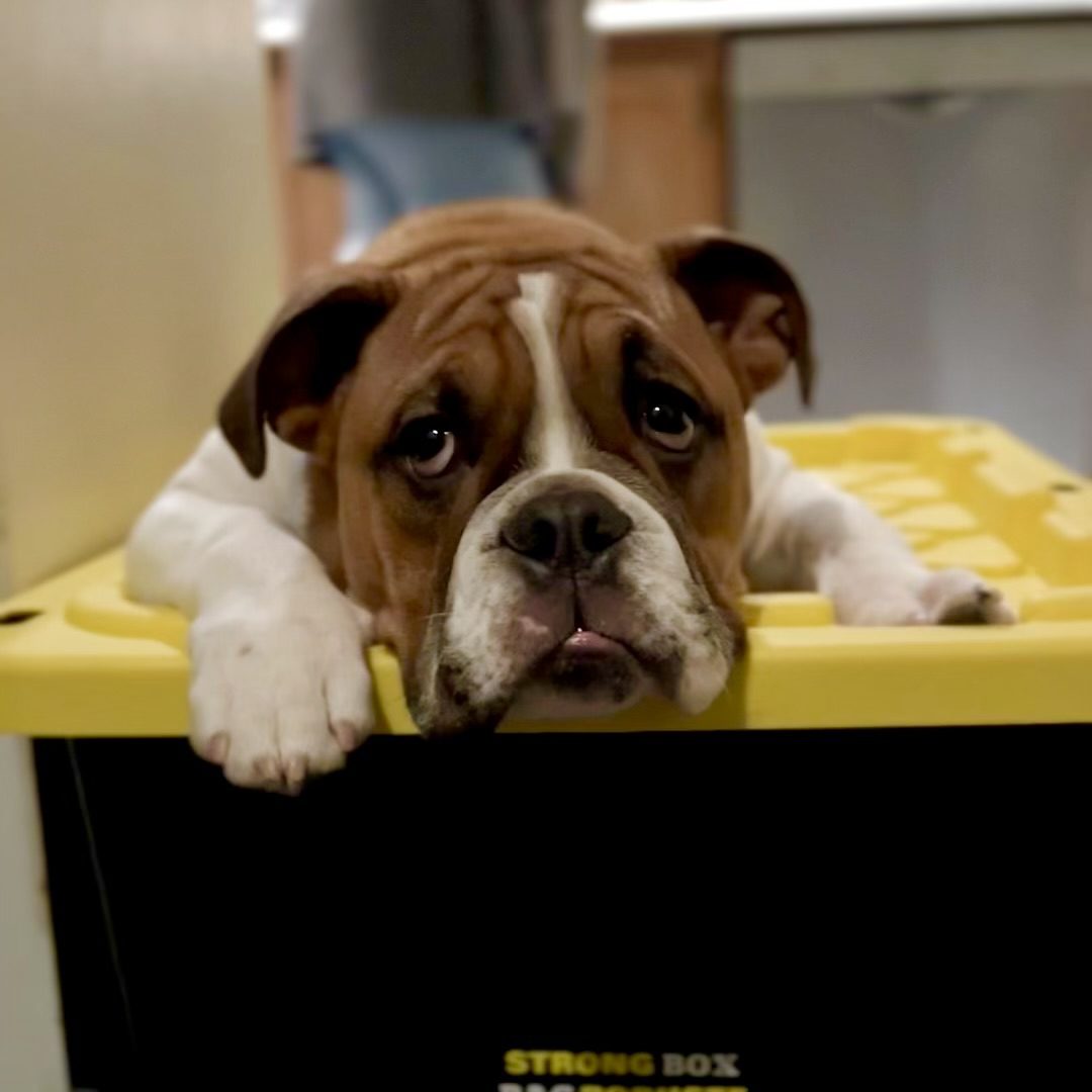 Helping a bulldog puppy who is scared of noise