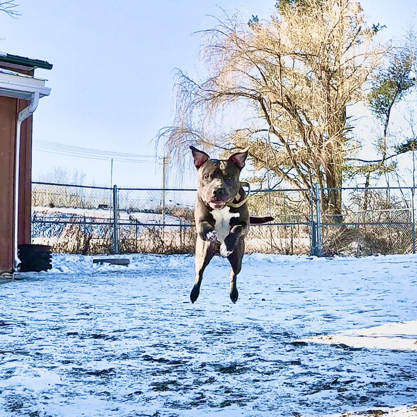 Canine behavioural problem training