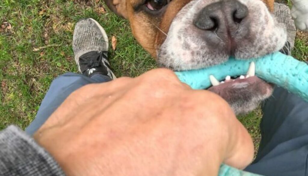 dog tug of war