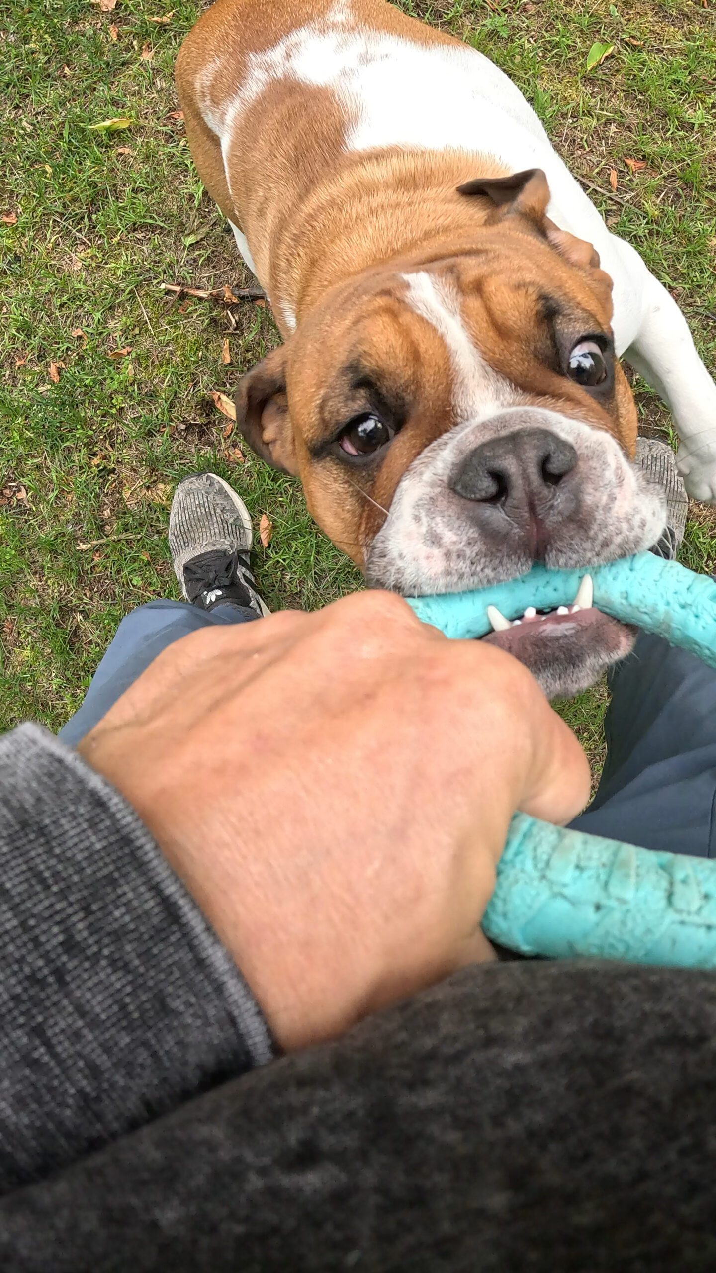 dog tug of war