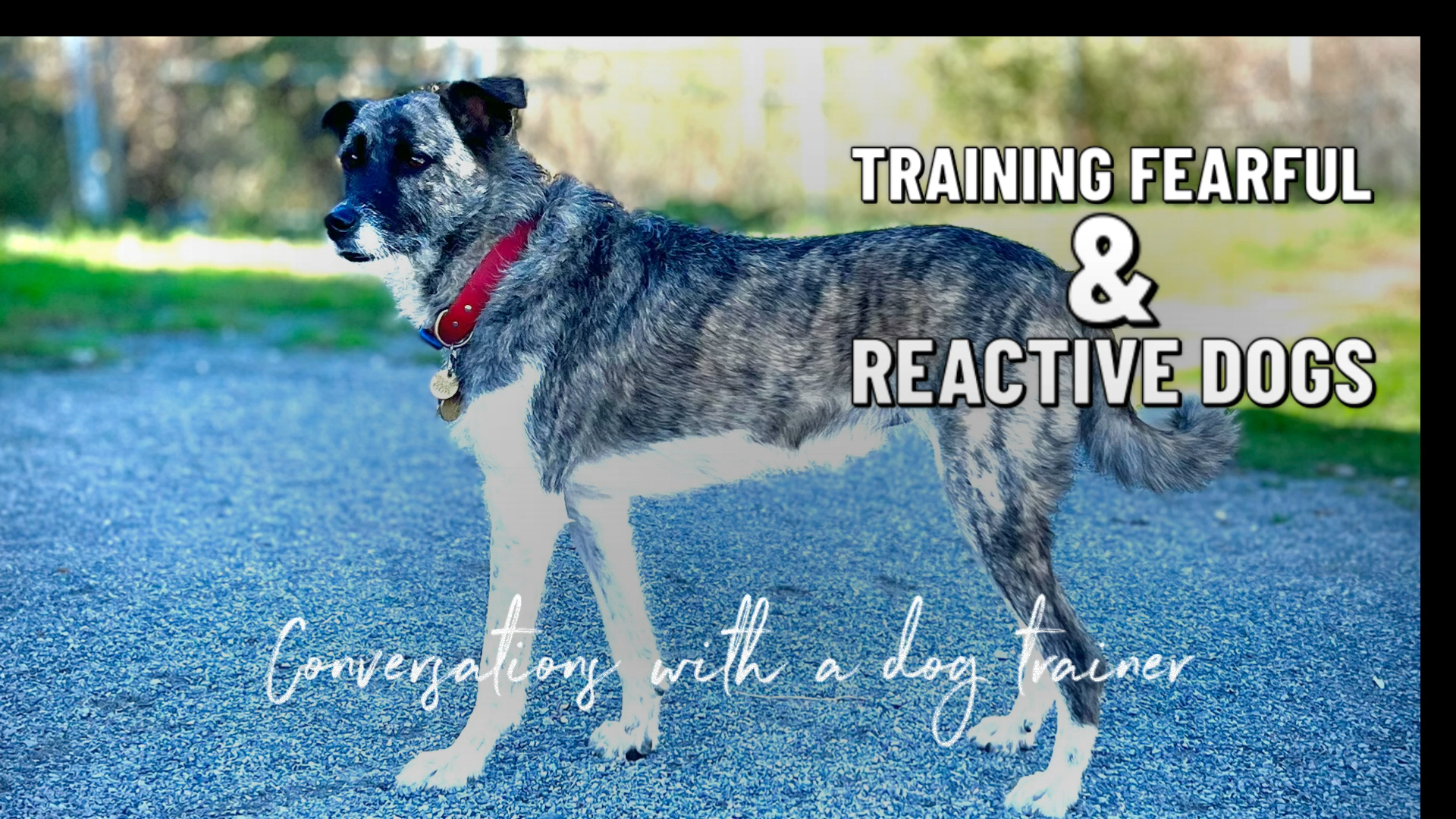 help training fearful and reactive dogs with Montreal’s dog training expert