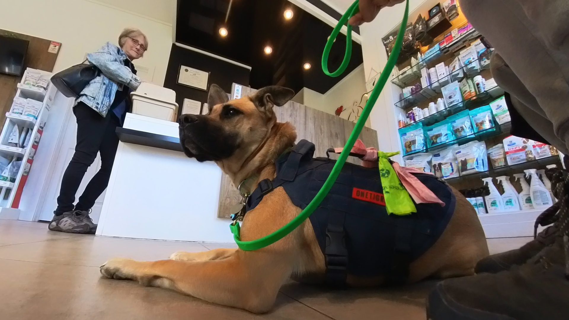 How to crate train your dog
