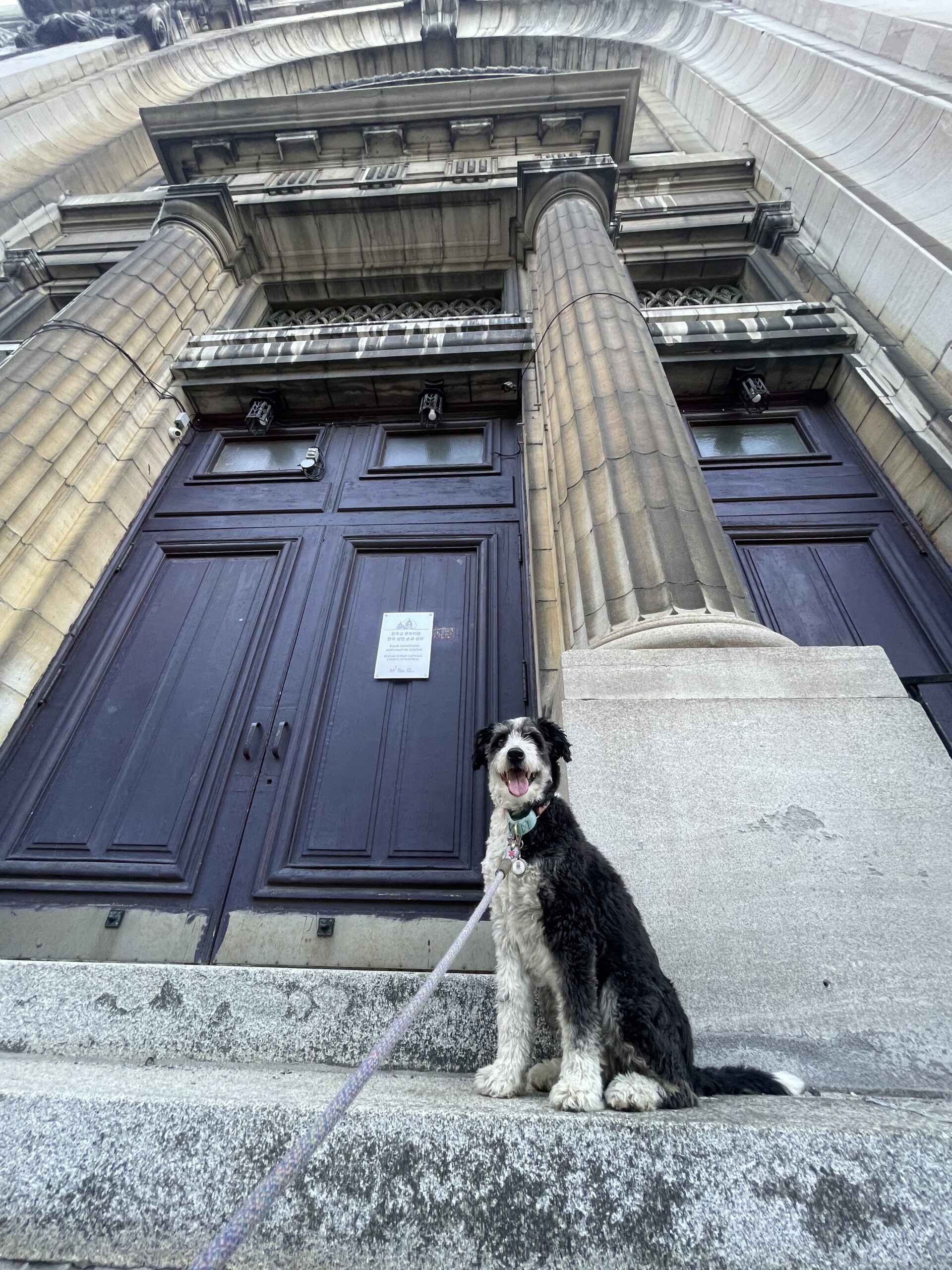 Expert Reactive Dog Training Old Montreal and Downtown Montreal