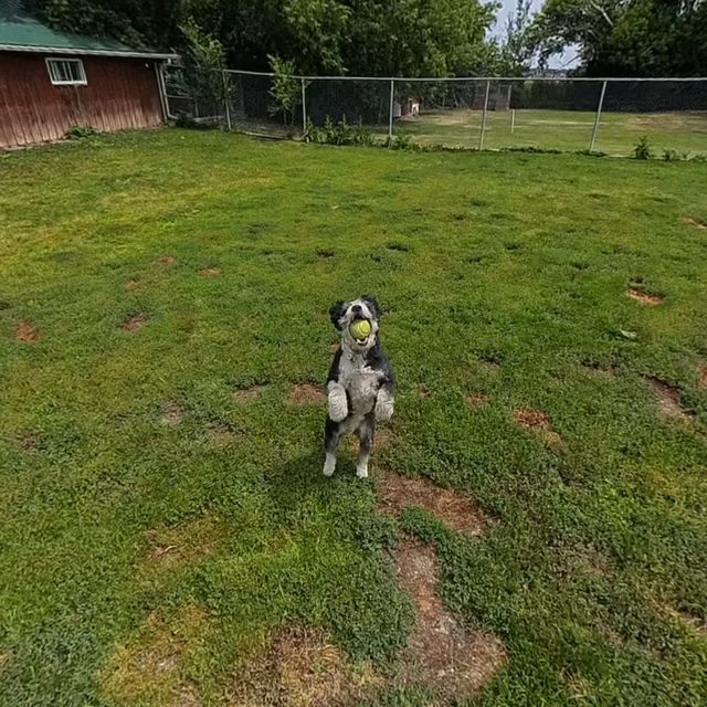Teaching reactive dogs to stay calm and focused