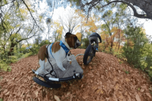 Pulling a bulldog, my bike and the dog is resting comfortably on a trailer