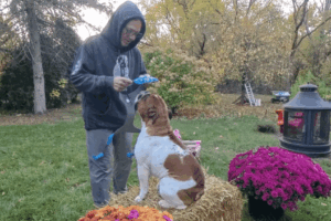 Putting a harness on a young bull