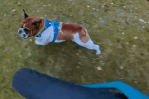 Cycling with a bulldog
