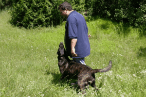 A very focussed dog healing, and prancing with eyes on its trainers face