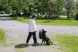 A well trained dog fetching a car tire for its trainer