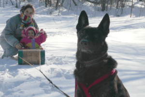 Wintertime fun with a well trained family dog, pulling a baby in a sled