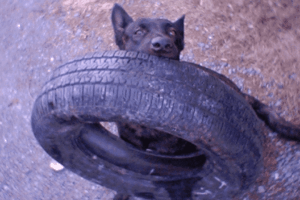 Training a dog to fetch a car tire