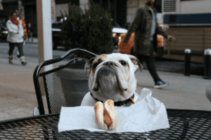 A well trained dog, resisting the temptation of a hot dog in front of its face, waiting for permission to eat it
