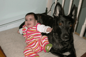 Safe interactions between large breed, dog and baby